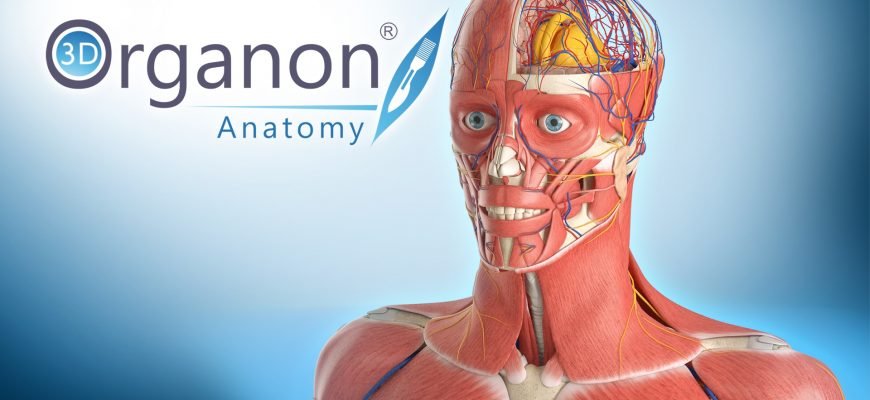 Human Anatomy VR для Pico 4